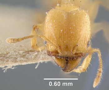 Media type: image;   Entomology 20742 Aspect: head frontal view